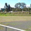 Bush on the right side of the Motorway once formed part of the Rooty Hill farm